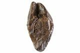 Triceratops Tooth Crown (Little Wear) - Montana #69128-1